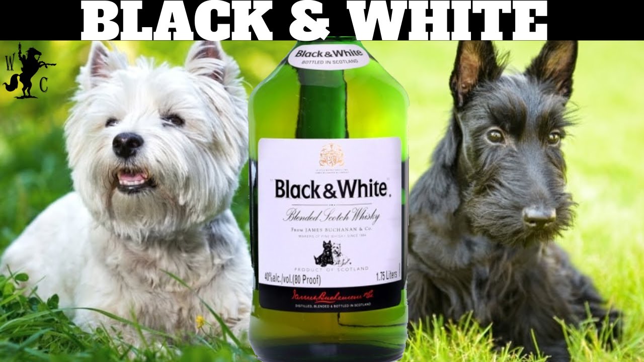 Black & White Blended Scotch Whisky Review