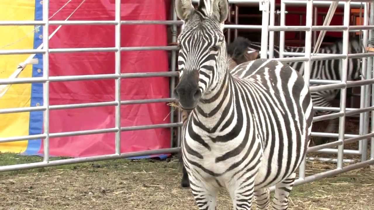 Circus Probst - Imagefilm