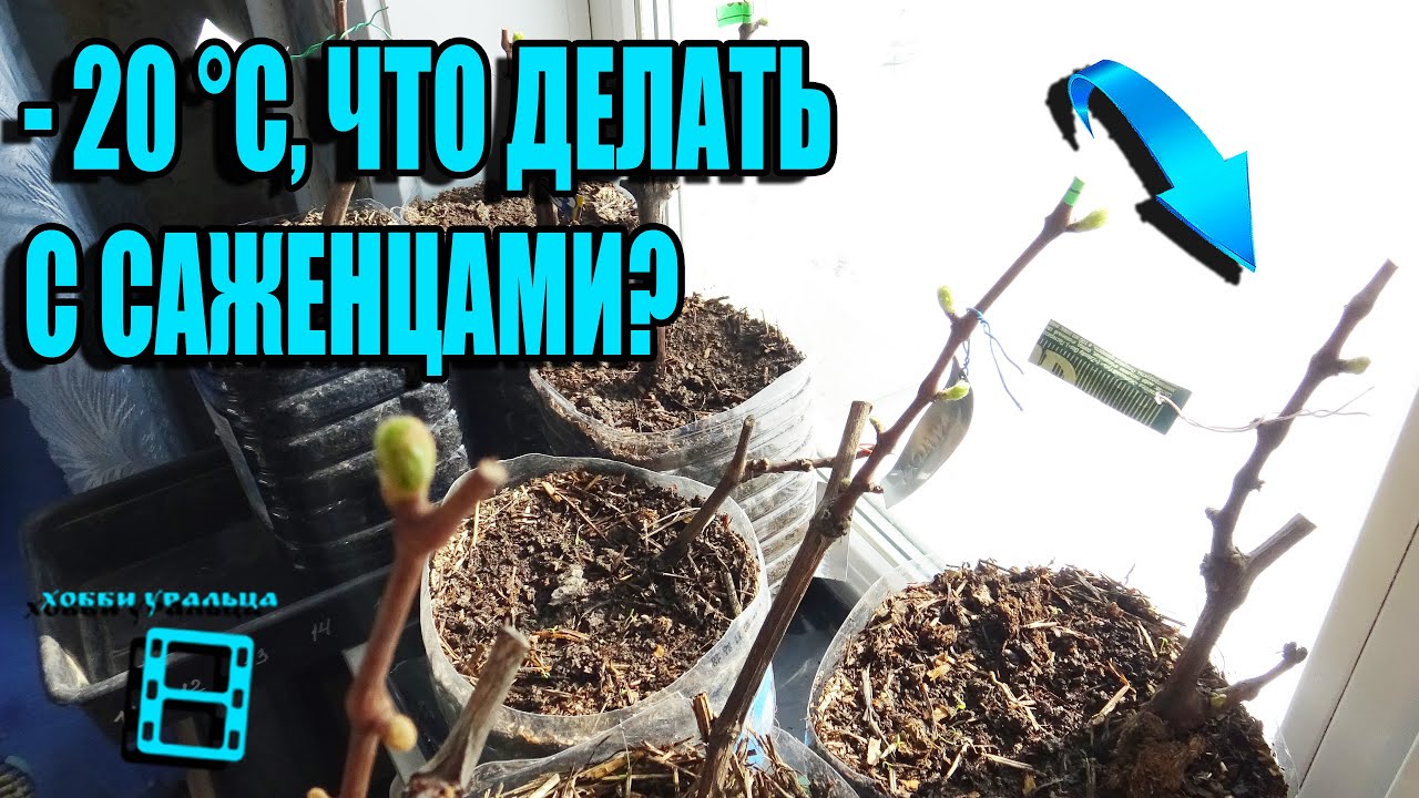 ПОСАДКА САЖЕНЦЕВ ВИНОГРАДА В КОНТЕЙНЕРЫ - УВЕЛИЧЕНИЕ ПЕРИОДА РОСТА. СЕВЕРНЫЙ ВИНОГРАДНИК 1-21