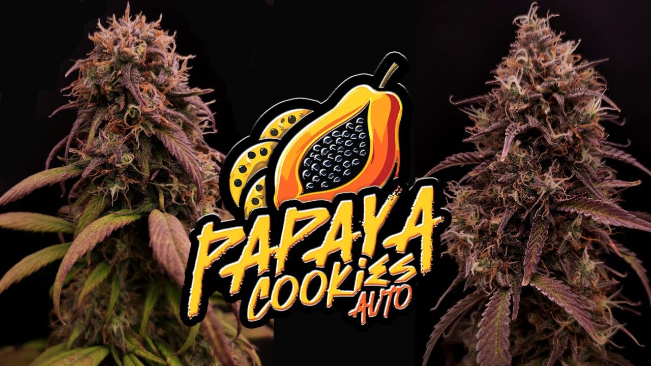 Papaya Cookies Auto | Full Grow Diary (80 Days)