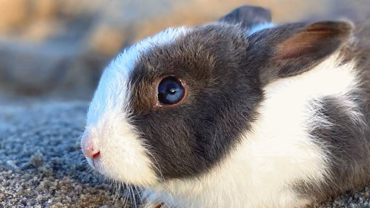 Couple buys dinner bunny for $15. And then did this to him.