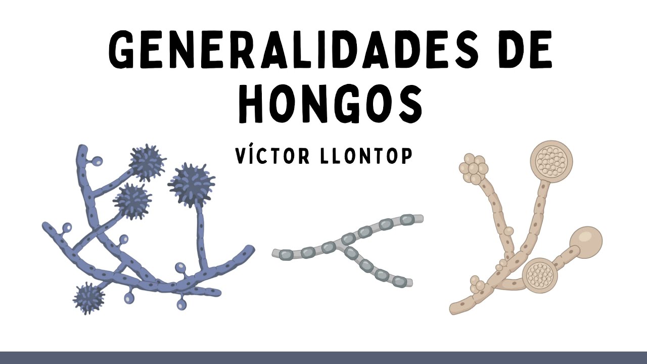 GENERALIDADES DE HONGOS | Parasitología