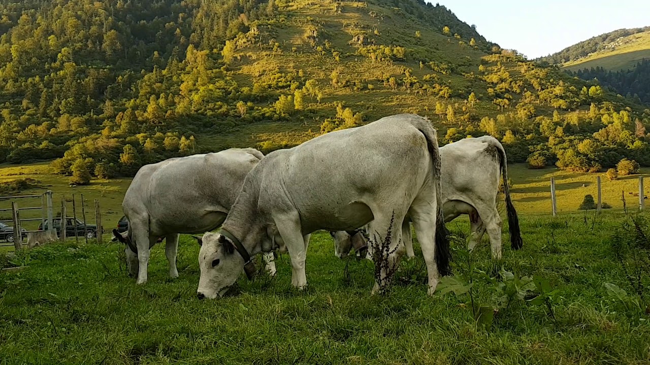 France - French Pyrenees: Gascon cattle  - Ossau Valley (11/17/2018) - TRANSHUMANCE