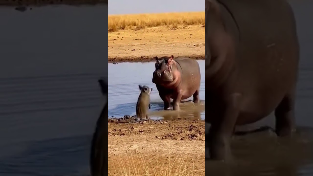 Can the rhino force the Wild Boar to abandon the antelope?