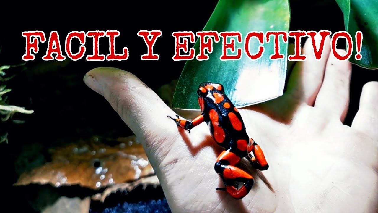 COMO CONSTRUIR UN TERRARIO DE CRIA PARA DENDROBATES... OOPHAGA HISTRIONICA!!!