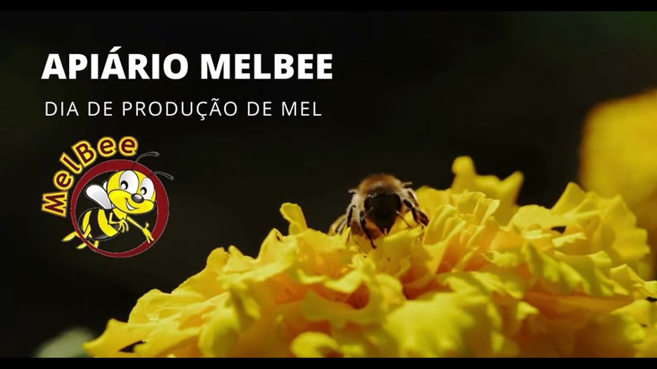 PRODU&Ccedil;&Atilde;O E PROCESSAMENTO DE MEL NO API&Aacute;RIO MELBEE
