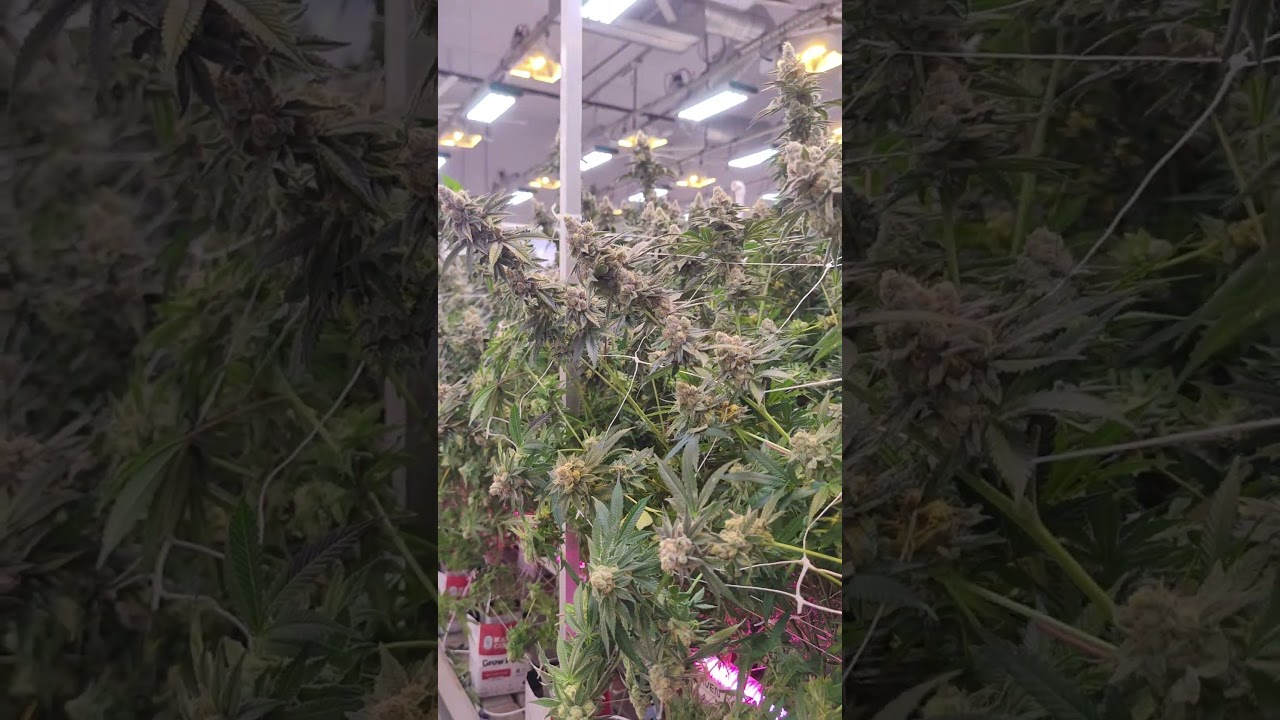 Flexstar NOVA 1200W LED Grow Lights | The Perfect HPS Companion