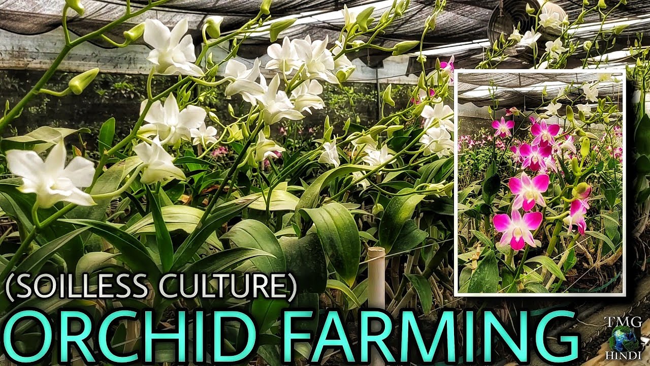 (ऑर्किड) Orchid Farming in Soilless Culture ( & more ) in Valsad - Gujarat [ TMG Hindi ]