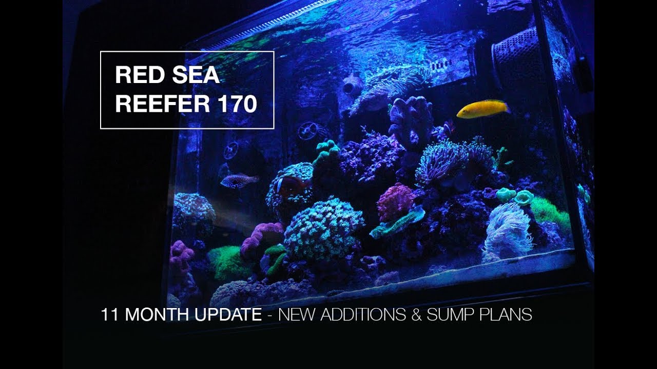 Red Sea Reefer 170 - 11 Months - NEW ADDITIONS & SUMP UPGRADE PLANS