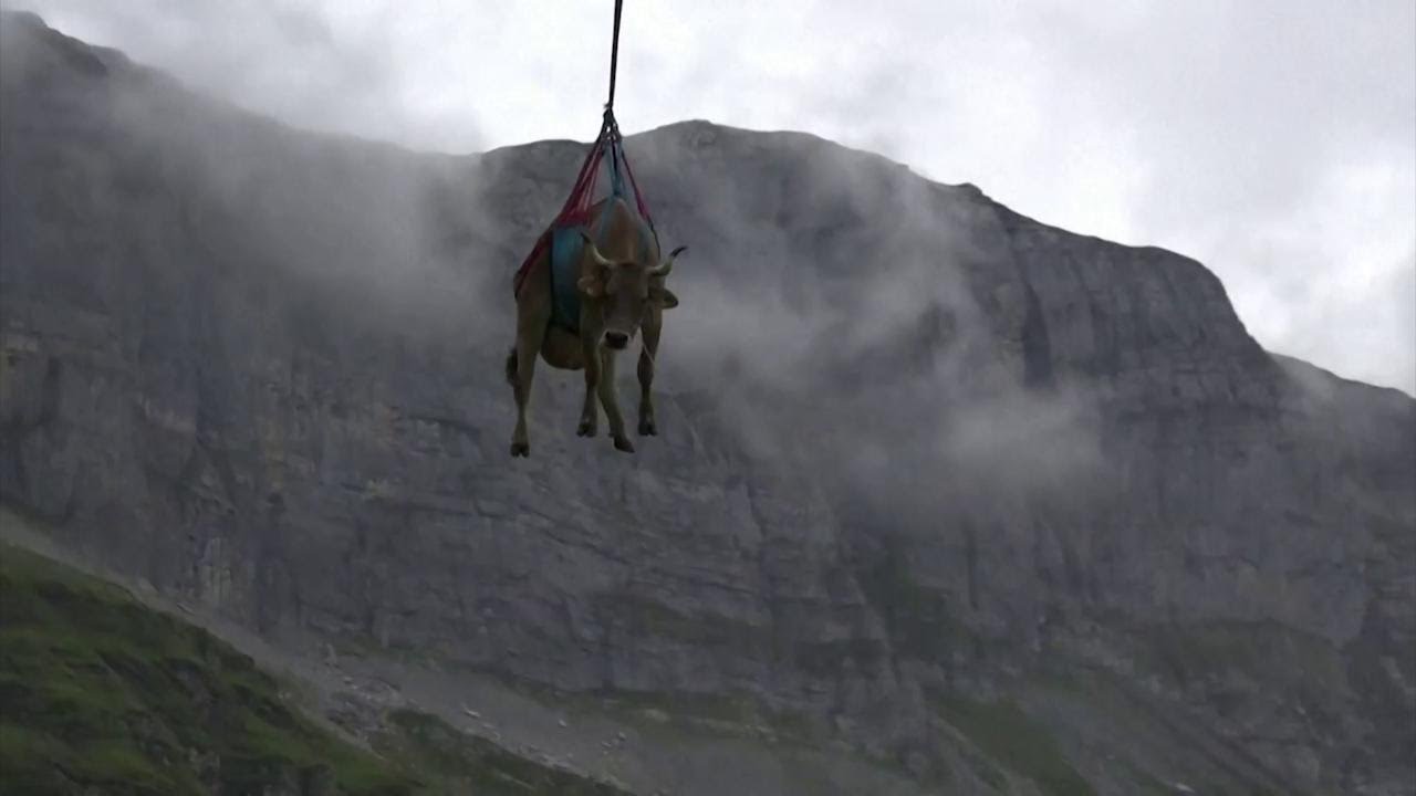 Svizzera, il trasporto delle mucche ferite: in volo dai pascoli con l