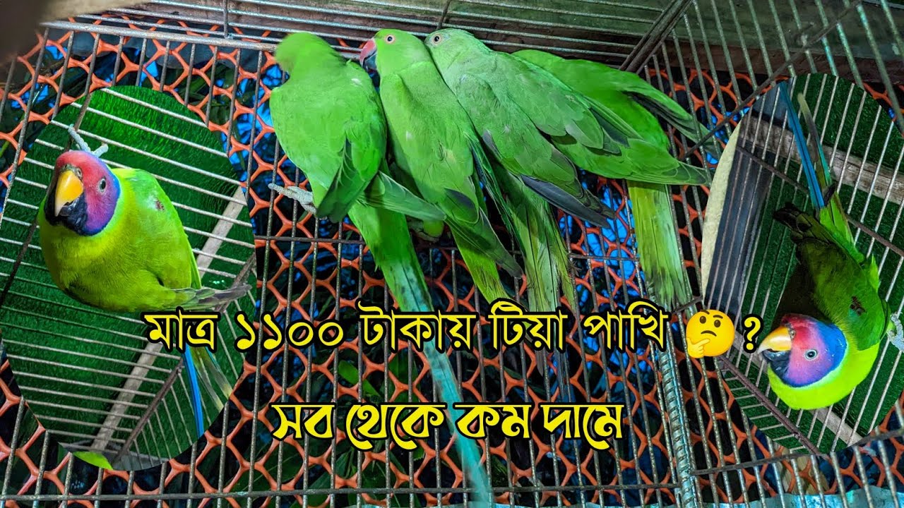মাত্র ১১০০ টাকায় টিয়া পাখি, সব থেকে কম দামে দীপু ভাইয়ের স্পেশাল পাখির কালেকশন #birds #টিয়া #pets