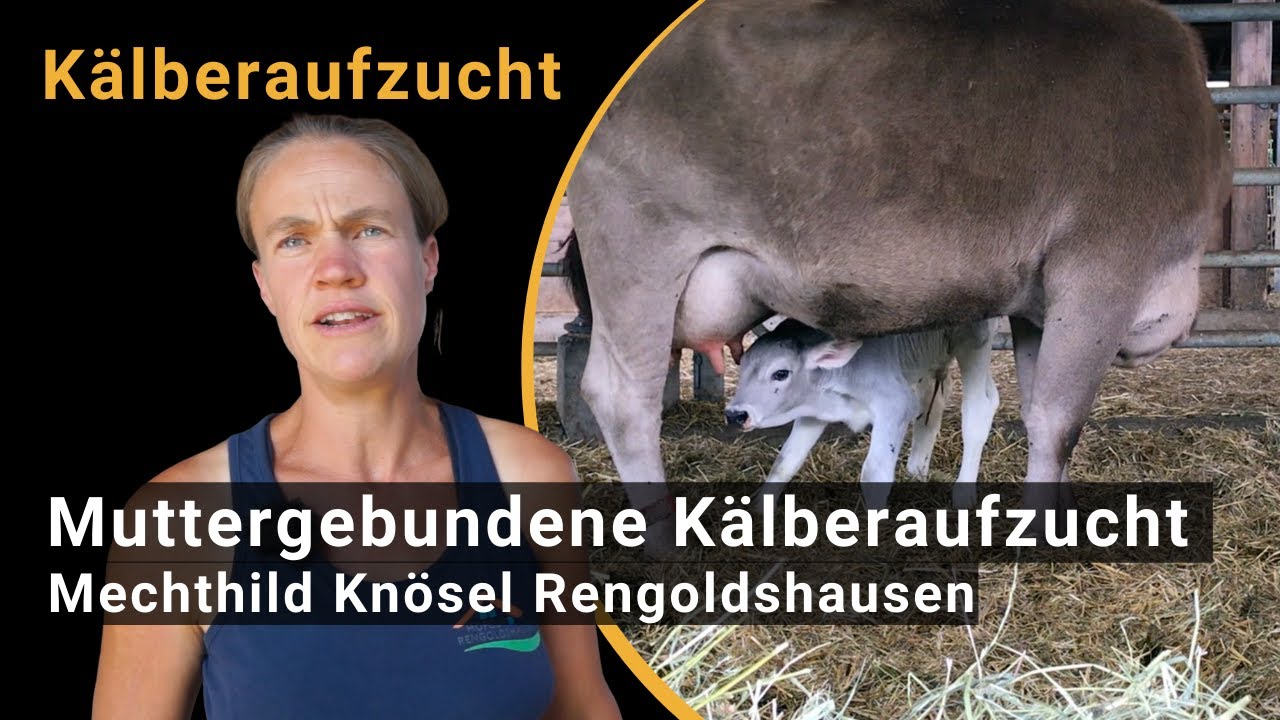 Muttergebundene Kälberaufzucht auf dem Hofgut Rengoldshausen (mit Mechthild Knösel)