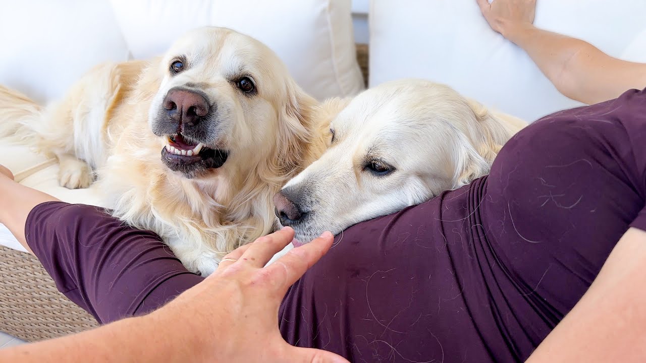 My Golden Retrievers Protect My Pregnant Wife… From Me 😂🐶❤️