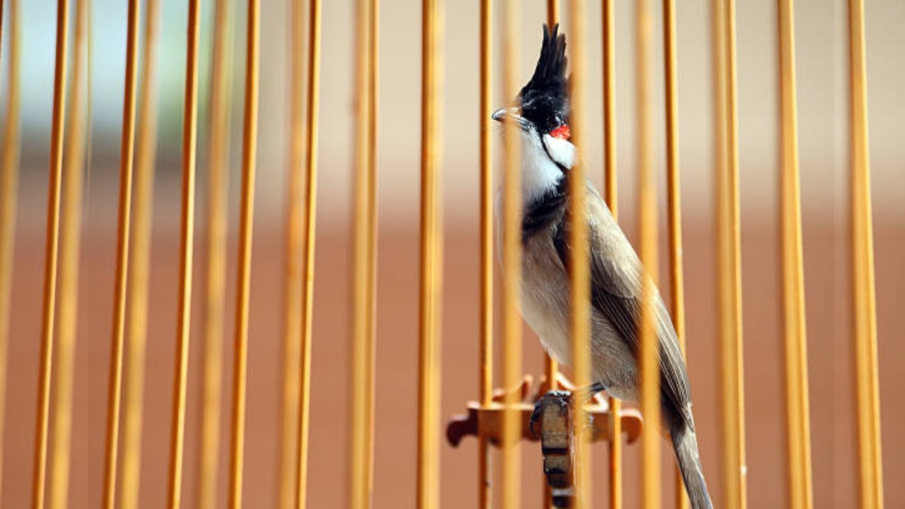 นกหัวจุก birds - เสียงนกตัวเมียร้องทุกวันเพื่อส่งเสริมการขับขานของนกตัวผู้