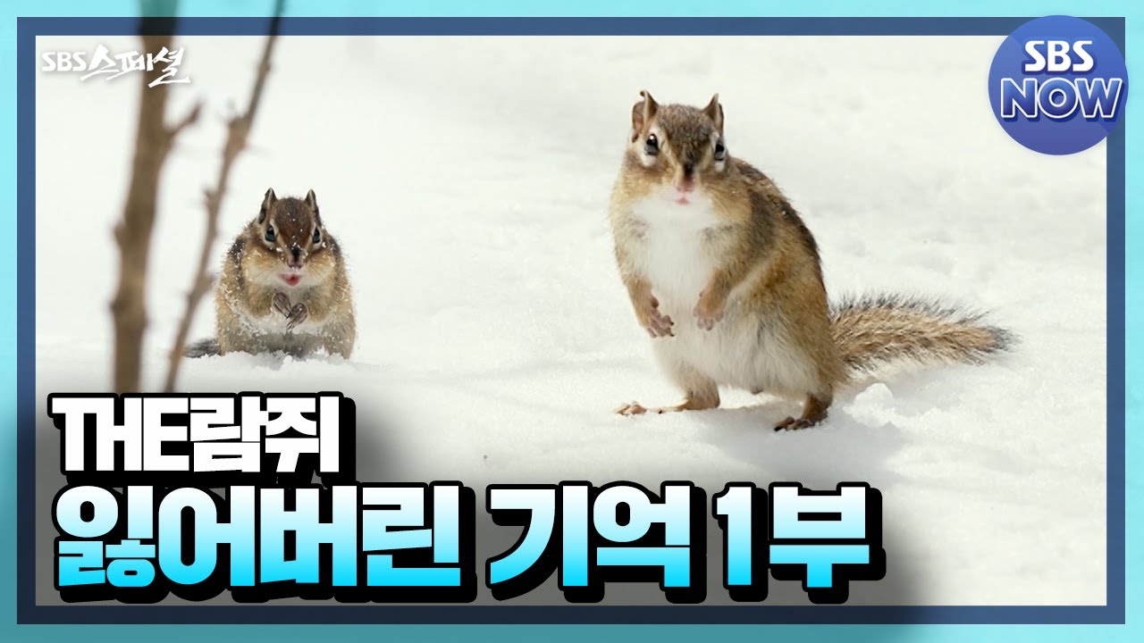 [요약] THE람쥐, 잃어버린 기억 1부 #SBS스페셜 #SBSSpecial | SBSNOW