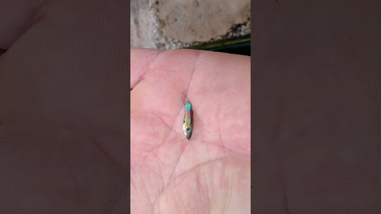 olha esse lebiste selvagem mais bonito que eu tenho no meu sistema#peixe til&aacute;pias