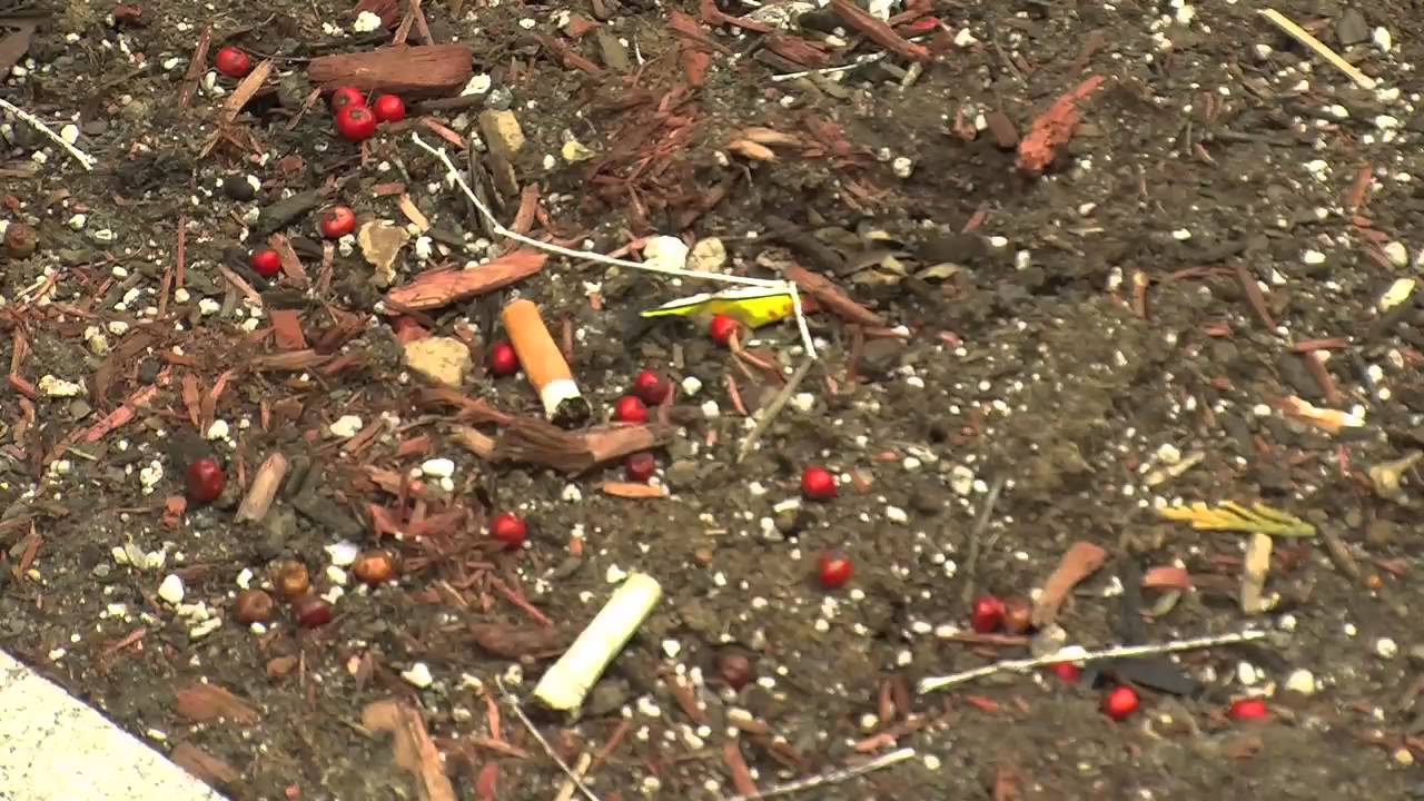 BOSTON PARKS SMOKING BAN
