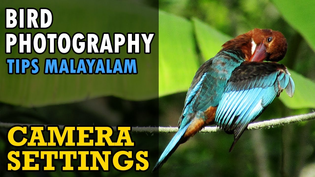 Bird Photography - Camera Settings for Sharp Focused Images  | Malayalam Tips