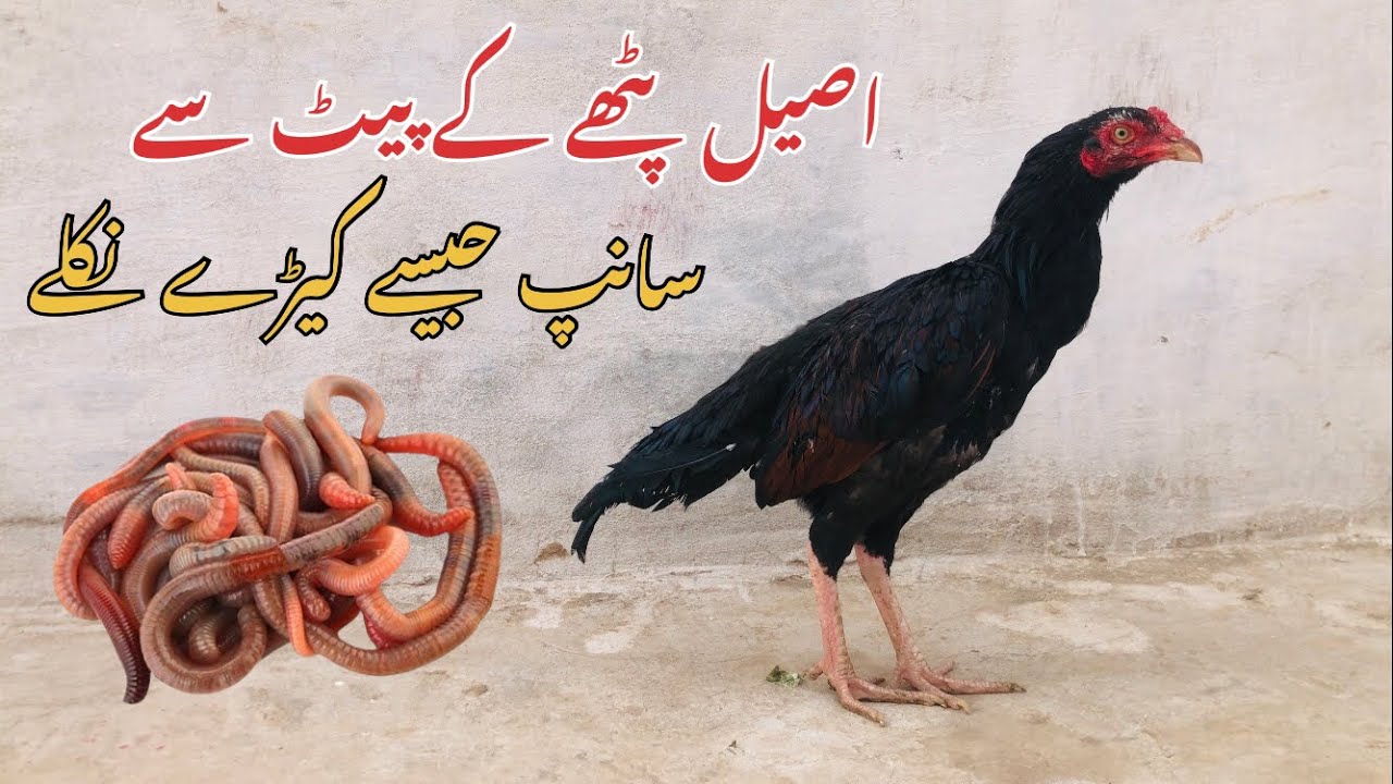 Aseel pathy k pait sy keery bahir nikal ay 