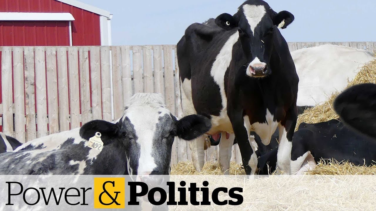 Feds unveil $1.75B in compensation for dairy farmers | Power & Politics