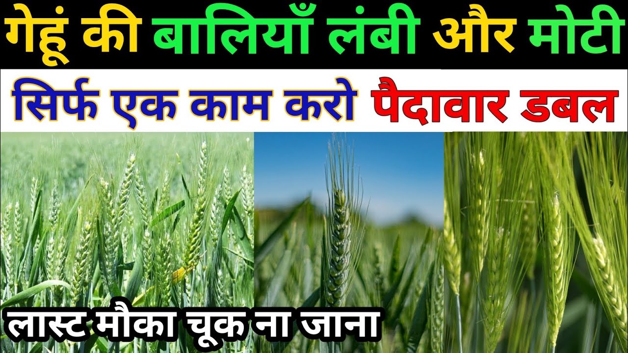 gehu ki bali lambi kaise kare | gehu me last spray | गेहूं की बालियां लंबी और मोटी कैसे करे 