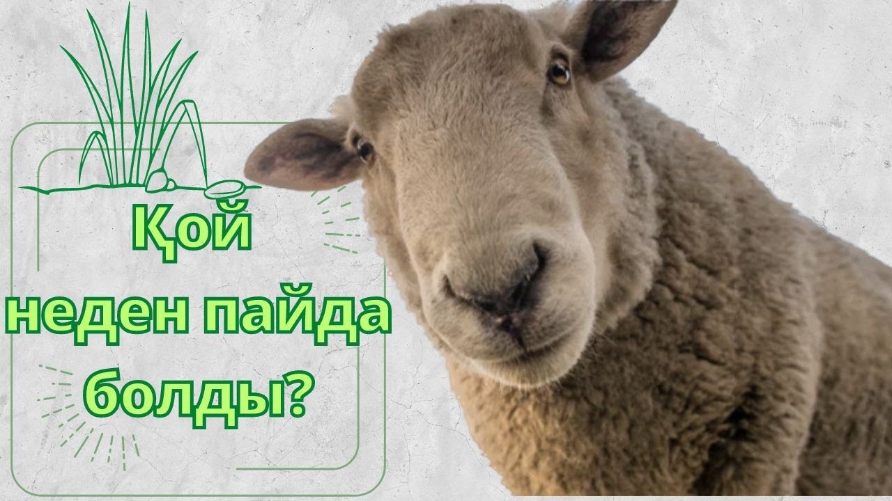 ҚОЙ НЕДЕН ПАЙДА БОЛДЫ?