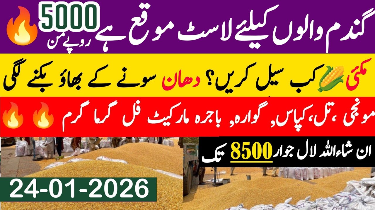 Today Wheat price in punjab//گندم کا ریٹ2026/munji makki till sarso/Galla mandi rate today 2026