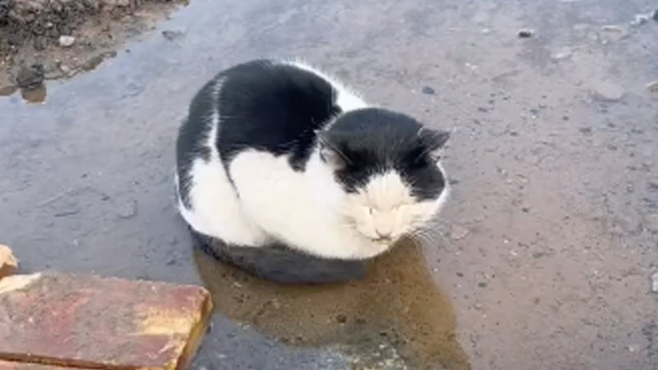 Soaking her body in the rainwater, she was exhausted and unable to move because of her high fever