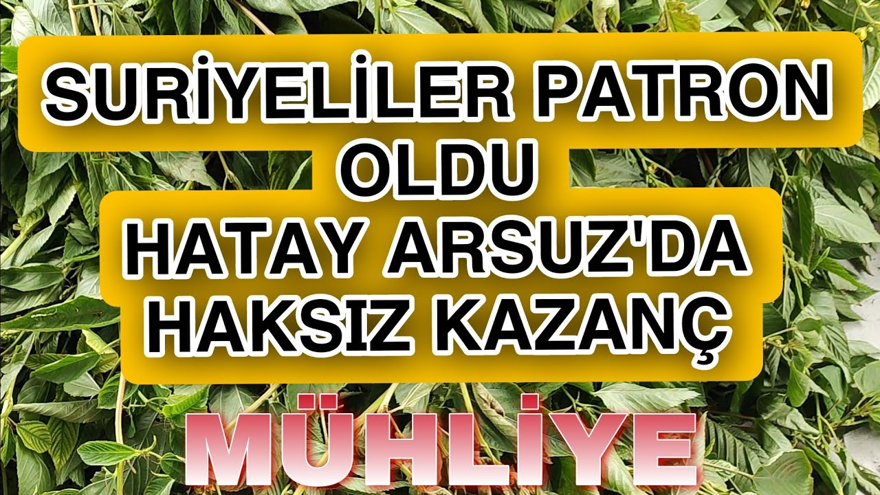 Suriyeliler patron oldu Türkleri çalıştırıyor. Devlet vergi kaybına uğruyor #hatay #deprem #dji
