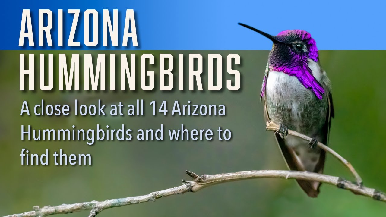 Arizona Hummingbirds