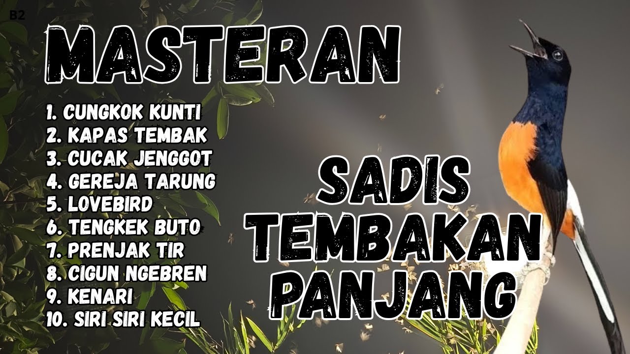 🔴 GACOR SADIS MENTAL KUAT MASTERAN MURAI BATU GACOR