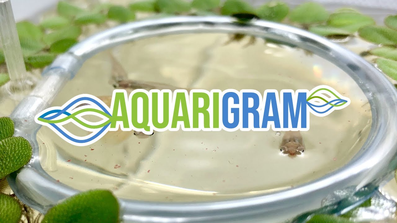 Aquarigram Floating Plant Ring