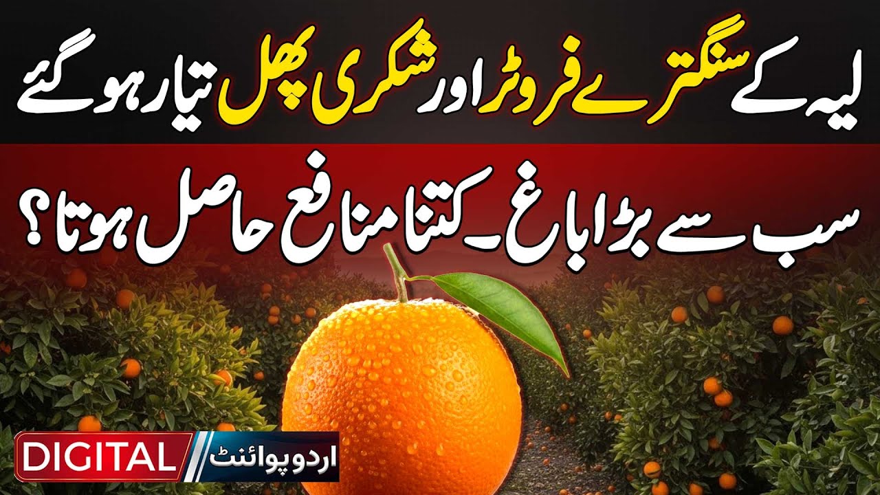Orange Farming In Pakistan | Layyah&rsquo;s Orange Farms Ready For Harvest! Biggest Garden & Huge Profit