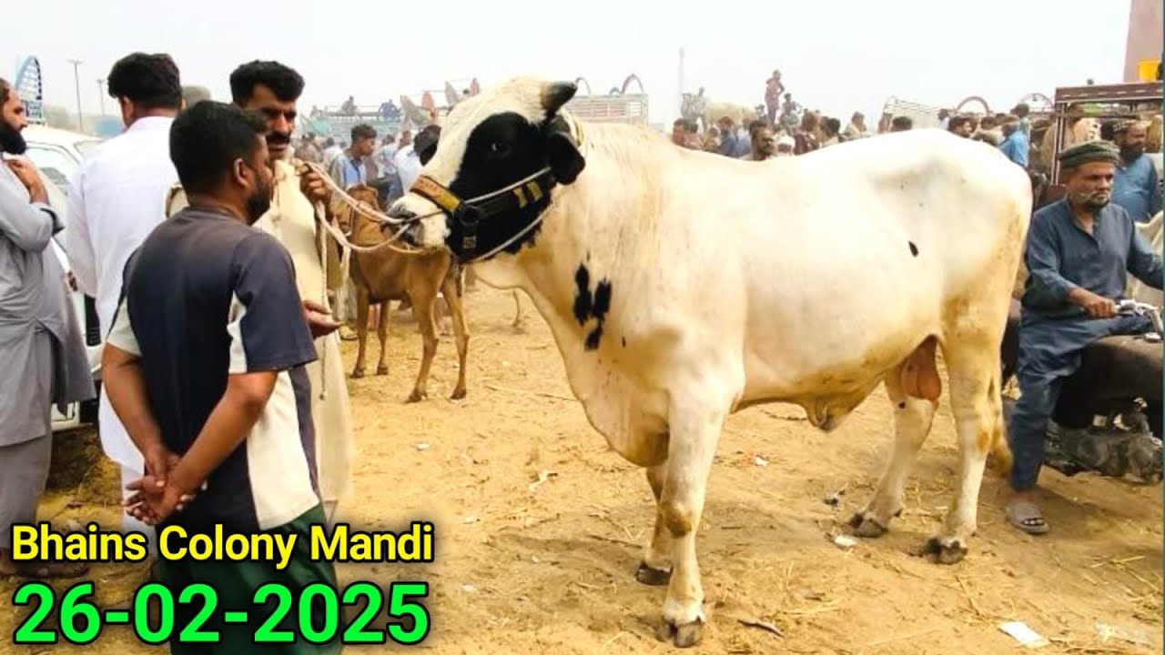 Bhains Colony Mandi Karachi Cattle Price 26-02-2025 | BIGGEST Australian Bull 🔥 | Cow Mandi 2025