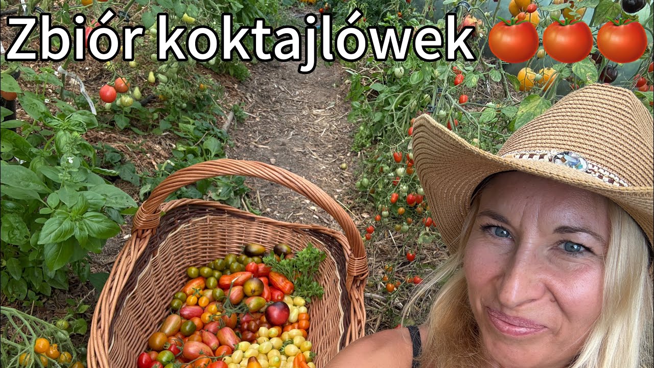 Pomidory koktajlowe megagroniaste - zbiory na konfitowane 😋 #tomatomultiflora #pomidorymegagroniaste