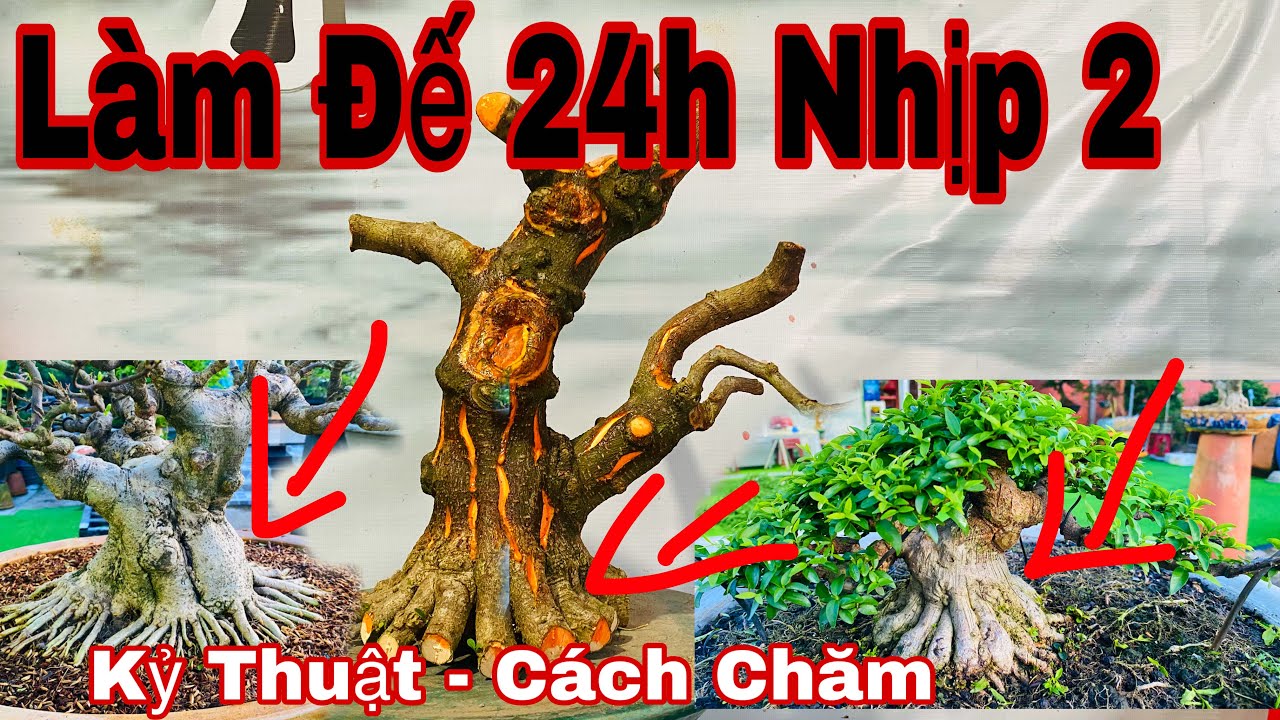 cách làm đế 24h cho cây bonsai _ cách làm cho bộ đế 24h 2 nhip cho cây bonsai thêm đẹp chất lượng