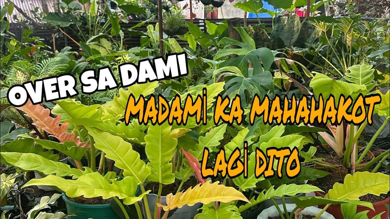 OVER DAMING MAHAHAKOT LAGI #garden #gardentour 