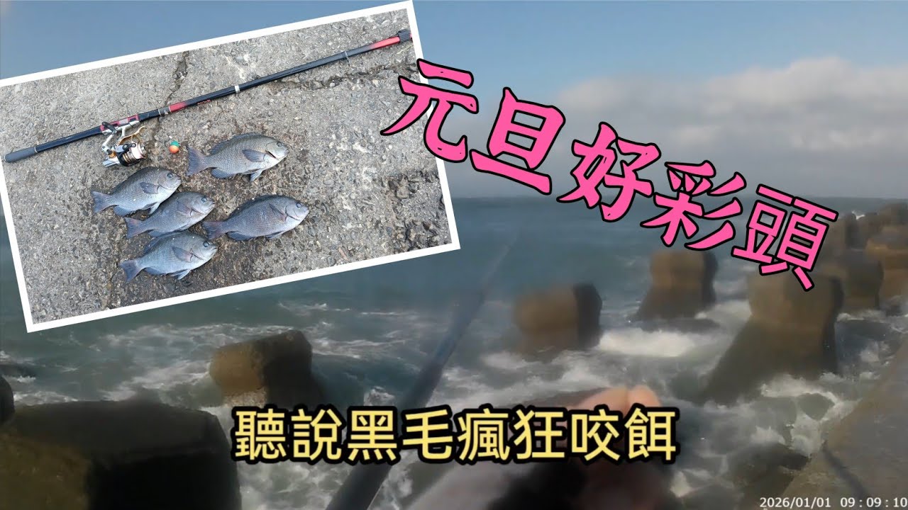 2026-1-1 新年好彩頭，元旦毛來報到#黑毛#滿點生技#ZR2#酒釀白磯奴