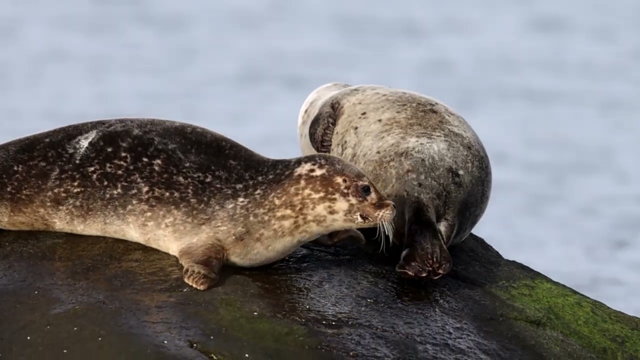 Harbor seals