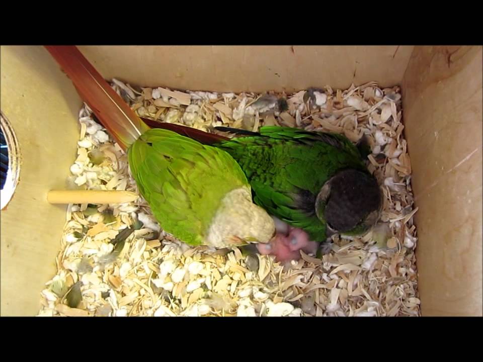 Mother & Daughter Feeding baby Green cheeks