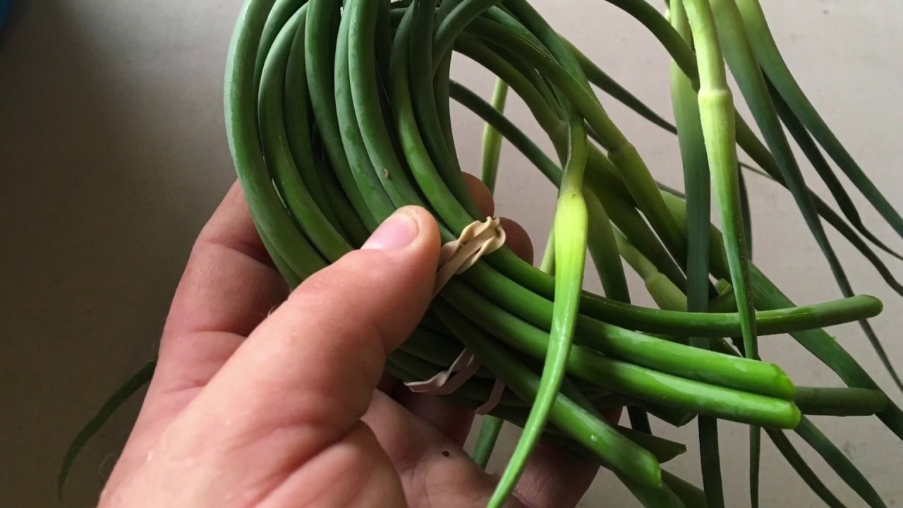 Tips for Harvesting and using Garlic Scapes