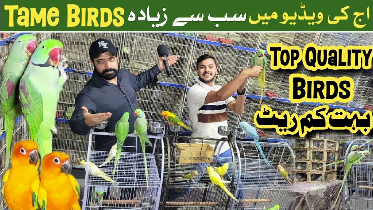 Hafiz breeding farm | Top Quality tame birds 