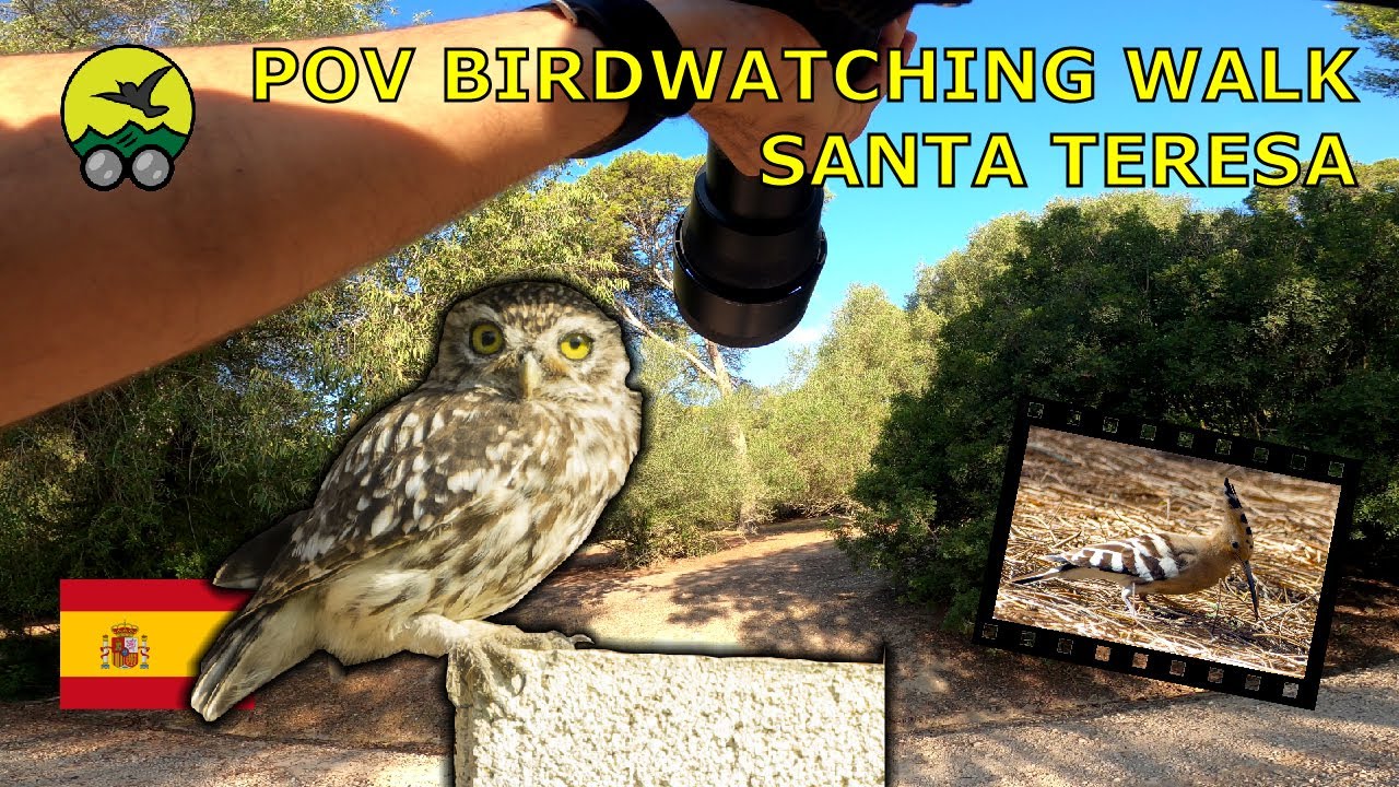 4K Virtual Walk bird photography | Parque Santa Teresa, Jerez