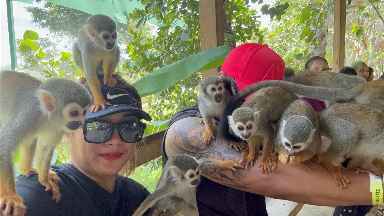 Dominican Republic ( Monkey Land )