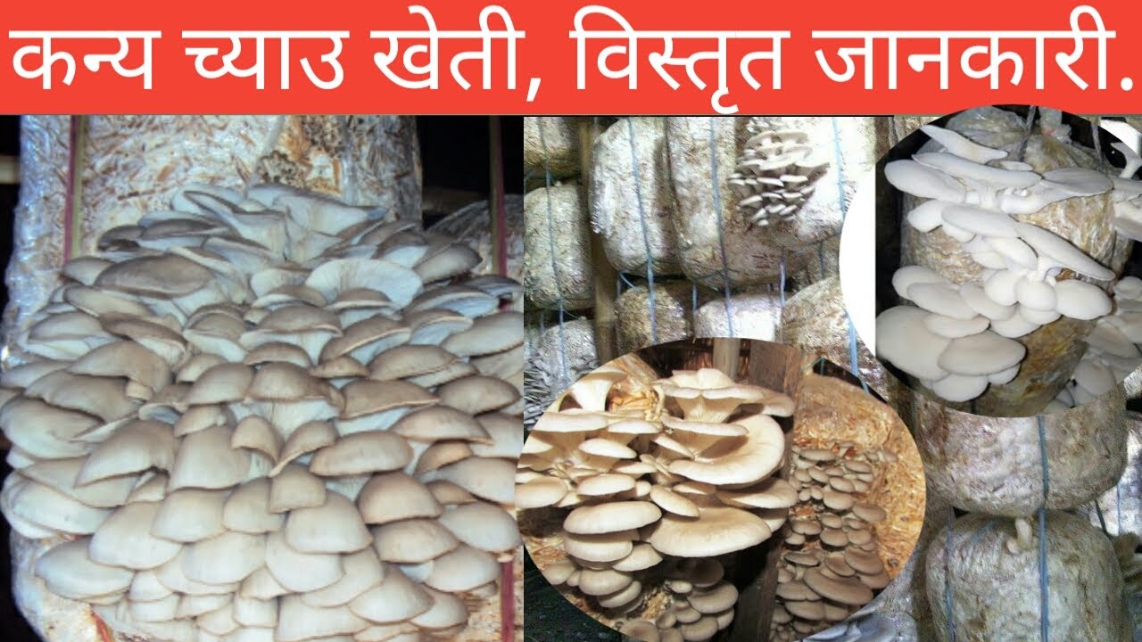च्याउ खेतीको लागि तालिम लिनै नपर्ने भिडियो !!  Kanye chyau kheti full training || Oyster mushroom