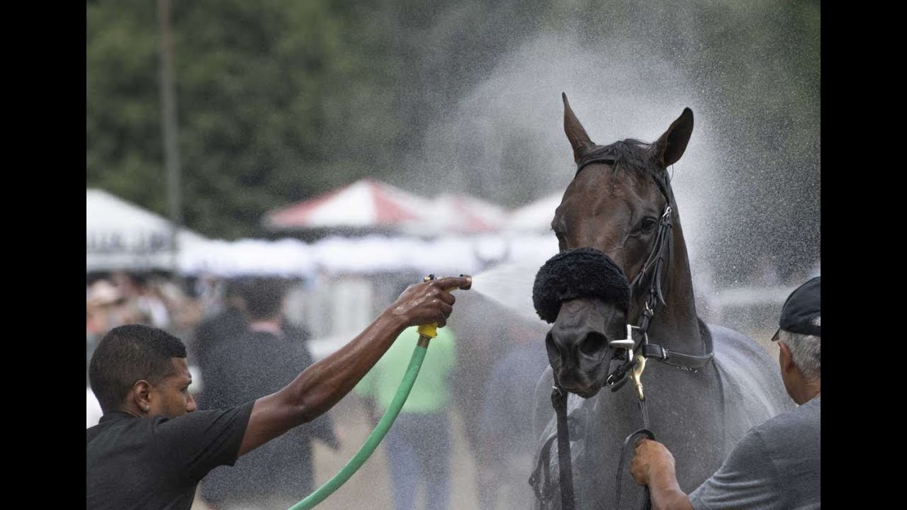 Doc Discusses: The Heat and Racehorses
