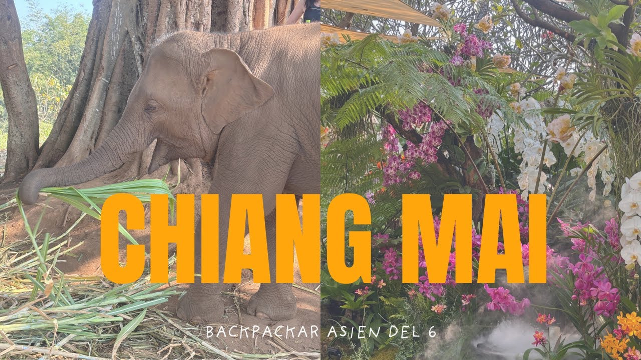Elefanter, vattenfall och matlagning! | BACKPACKAR ASIEN Del 6