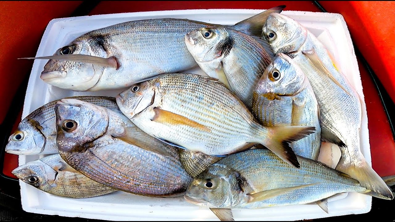 KΑΘΕΤΗ!!! 🎣 Ψάρεμα για ποικιλία και ΠΟΛΛΑ φρένα!!! #bullzen #fishing