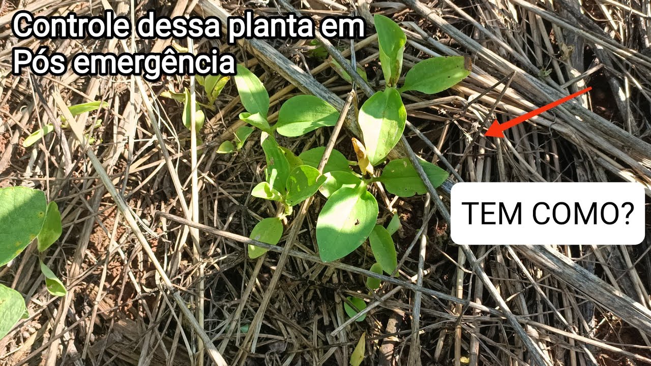 Controle de Trapoeraba em pós emergência na soja