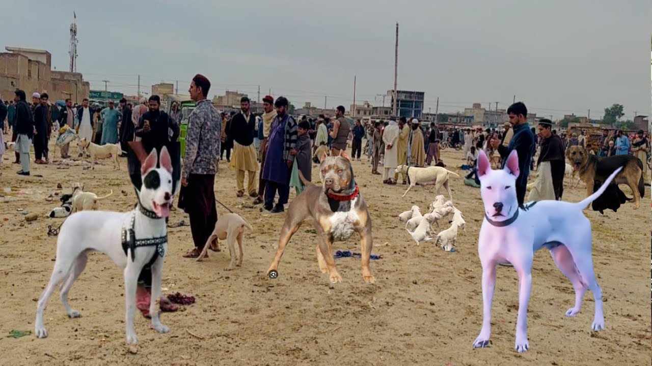 Top Quality Biggest Dogs 🐕 Market In Pakistan | Sunday Dog Market | Kohat Dog Mandi